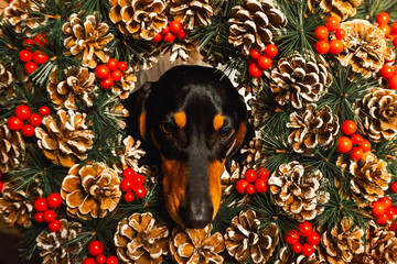 dog's face in a New Year's wreath. holiday card for a gift