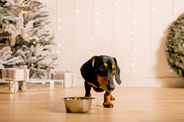One beautiful black dachshund dog is standing on the floor near an iron bowl. New Year's hundred