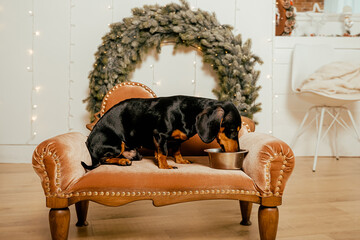 One beautiful black dachshund dog is standing on the floor near an iron bowl. New Year's hundred