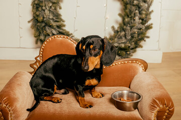 One beautiful black dachshund dog is standing on the floor near an iron bowl. New Year's hundred