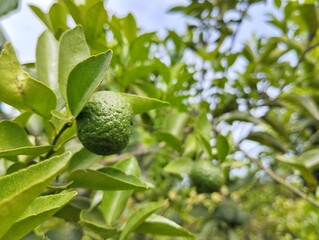 Lime fruit on the tree in organic plant garden, Close up view 
