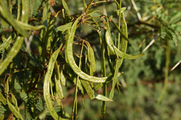  green, elongated seed pods attached to a branch with compound, feathery leaves. These features are typical of Acacia (or Vachellia) species, common in dry and subtropical environments.