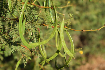 Several green seed pods hang from a branch with small, finely divided leaves against a natural blurred background. Outdoor plant close-up.