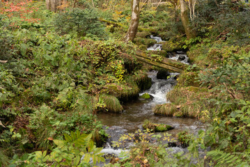 秋の渓流の流れ