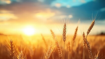 A golden wheat field glows under a vibrant sunset, capturing the serene beauty of nature and the harvest season.