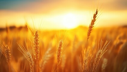 A golden wheat field bathed in sunlight, showcasing ripening stalks swaying gently under a soft breeze during a tranquil sunset.