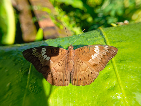 Euthalia aconthea, the common baron, often called simply baron, is a medium-sized nymphalid butterfly native to Sri Lanka, India and southeast Asia. It flies with stiff wing beats and often glides.