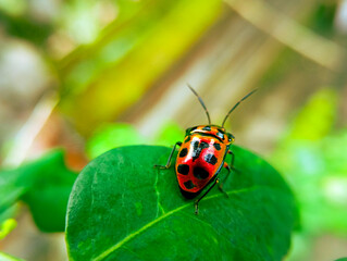 Scutelleridae is a family of true bugs. They are commonly known as jewel (stink) bugs or metallic shield bugs due to their often brilliant coloration. With the name based on the Asian genus Scutellera