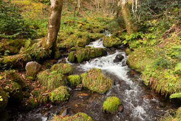 秋の渓流の流れ