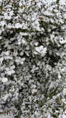 snow-covered trees, calm cold atmosphere