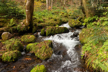 Obraz premium 秋の渓流の流れ