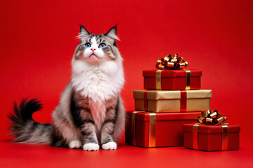 Adorable fluffy Ragdoll cat with striking blue eyes elegantly posing beside a festive stack of red and gold holiday gifts, perfect for Christmas celebrations