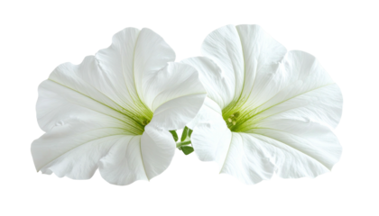 Two luminous white petunia flowers isolated on black
