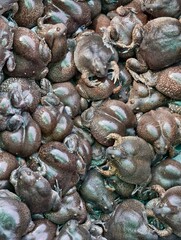 Group of Asian burrowing frogs piled together in local market, amphibian species used as traditional food and symbol of rural lifestyle in Southeast Asia.