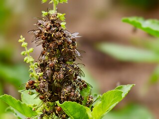 Close-up of swarm of insects clustering on green plant stem in natural environment, macro shot showing details of wings and body texture, wildlife and ecology concept.
