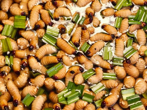 Close-up of sago worms soaked in sweet syrup with pandan leaves, exotic Asian delicacy and traditional edible insect cuisine concept.