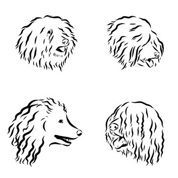  puli dog logo design