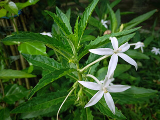 Hippobroma longifora (Ki Tolod) is a medicinal plant in the form of an upright terna that reaches a height of 60 cm. Although it has anti-inflammatory properties, unfortunately its sap is poisonous.