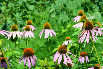 Echinacea &mdash; a Nectar-Rich Plant Attracting Pollinators. Blooming Echinacea in a Summer Garden.