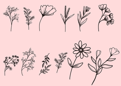 Delicate hand drawn botanical illustrations of flowers and leaves perfect for elegant designs and charming branding projects