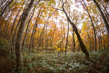 紅葉したブナの森