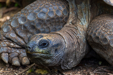 Fototapeta premium Giant tortoises exhibit a natural posture that embodies longevity and a slow-paced lifestyle.