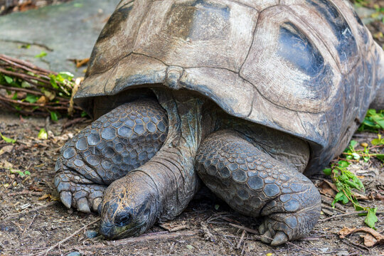 Giant tortoises exhibit a natural posture that embodies longevity and a slow-paced lifestyle.