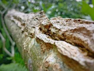 close up of tree bark texture
