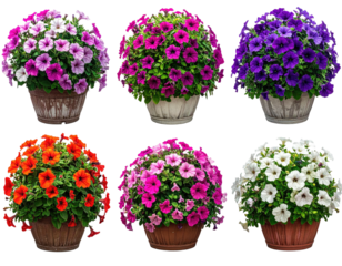 Six potted petunia plants, diverse colors, full blooms