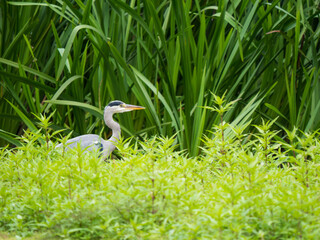 Grey Heron Hiding by a Pond