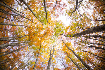 紅葉したブナの森