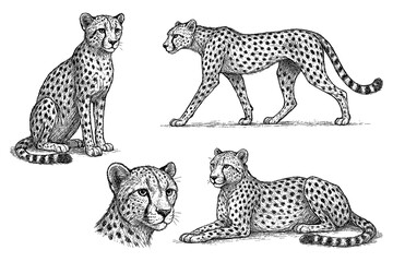 Cheetah in sitting, standing and walking poses with detailed vintage hand drawn sketch engraving style, Transparent Background