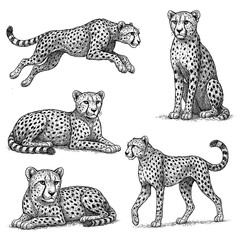 Cheetah in sitting, standing and walking poses with detailed vintage hand drawn sketch engraving style, Transparent Background