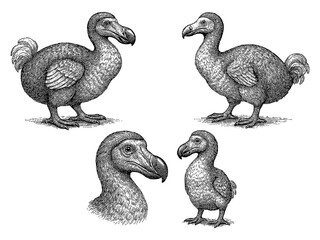 Dodo birds in multiple poses with detailed vintage hand drawn sketch style, Transparent Background © FriskySloths