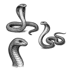 Fototapeta premium Cobra snake in hand-drawn sketch style with textured shading, Transparent Background