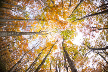 紅葉したブナの森