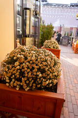 Close-up of an autumn chrysanthemum bush in a wooden planter decorating a cafe entrance. A cozy urban background with blurred garland lights and beautiful bokeh.
