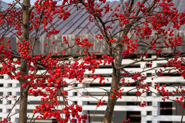 Bright clusters of red rowan berries on the bare branches of a tree in late autumn. A vibrant seasonal nature background with a pattern of fruit and twigs on a blurred background.