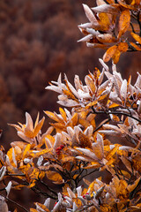 Monte Giovo, provincia di Modena, Emilia Romagna