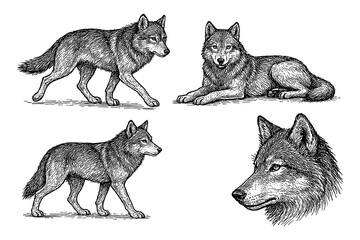 Wolves in multiple poses with detailed vintage hand drawn pen sketch style, Transparent Background