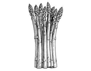 Asparagus sketch hand drawn. Healthy food asparagus illustration. Organic fresh vegetarian food drawing. Classic engrave, hand drawn, asparagus sketch style. Farm market. Illustration