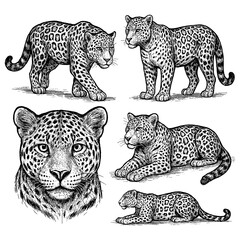 Leopards in multiple poses with detailed vintage hand drawn sketch style, Transparent Background