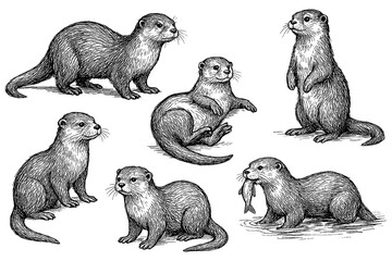 Otters in hand drawn sketch style, Transparent Background