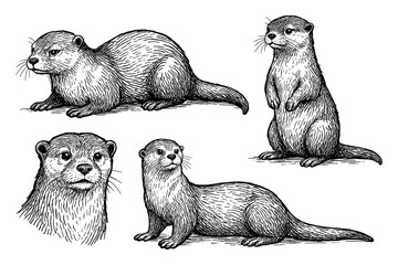 Otters in hand drawn sketch style, Transparent Background