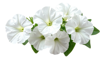 White petunias bloom in a cluster. Isolated, cut-out