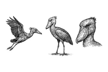 Shoebill birds in hand drawn sketch style, Transparent Background