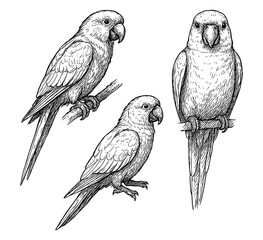 Parrot birds in hand drawn sketch style, Transparent Background