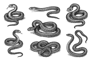 Obraz premium Snake collection in hand-drawn sketch style with textured shading, Transparent Background