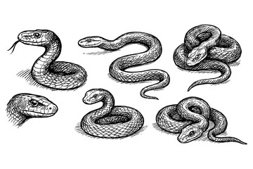 Snake collection in hand-drawn sketch style with textured shading, Transparent Background