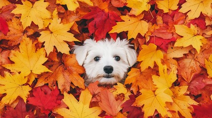Adorable White Puppy Nestled in Vibrant Autumn Leaves Finds Perfect Fall Hideaway